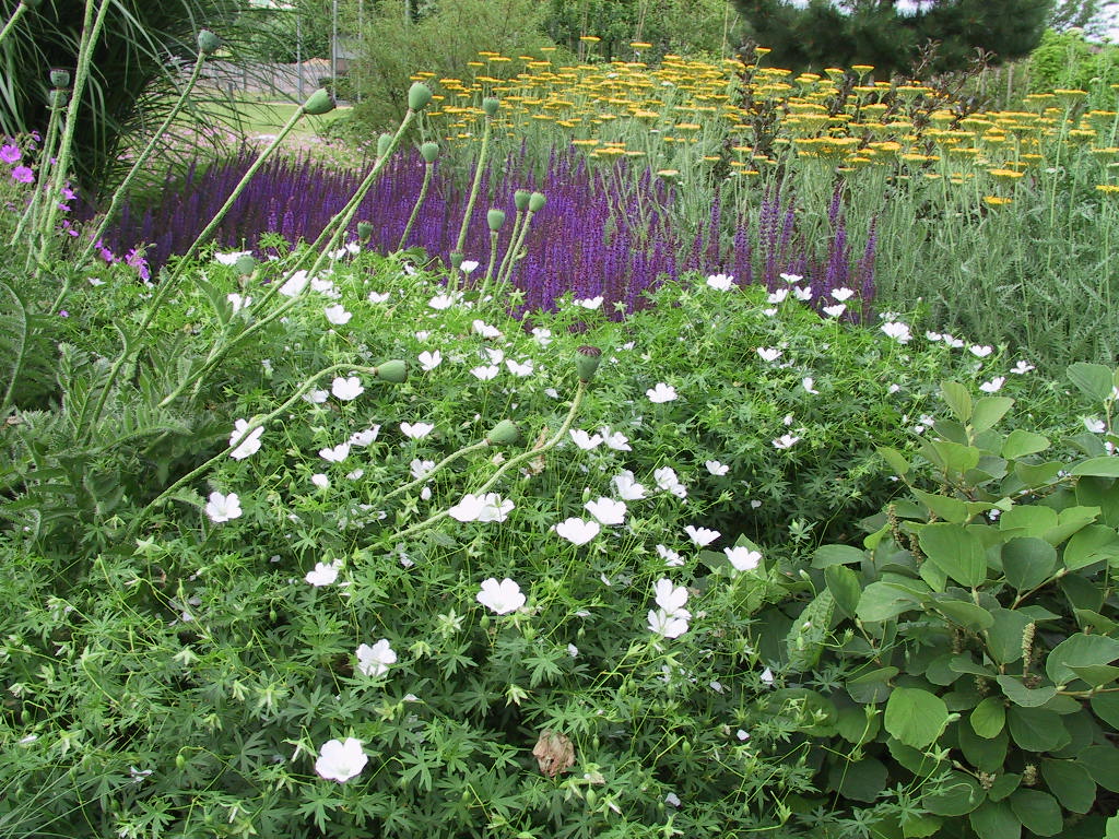 AchilleaCG+Geranium sang Album+Salvia nemorosa Ostfriesland 02.jpg